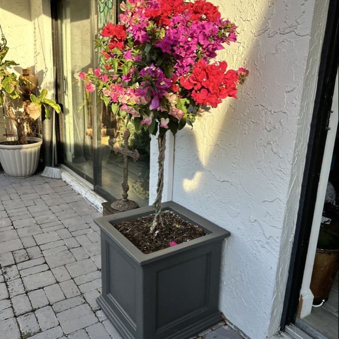 natea☺︎ Winston Porter Anastasiya Plastic Planter Box & Reviews | Wayfair
